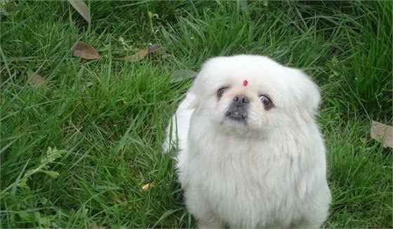 北京狮子犬很迷人，虽说养犬有这十大好处，还是要做好充分准备
