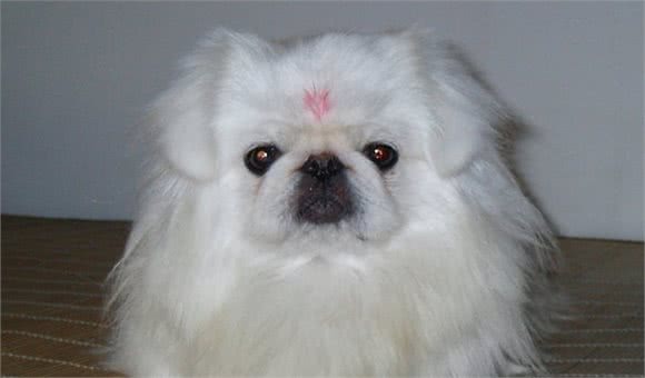 北京狮子犬很迷人，虽说养犬有这十大好处，还是要做好充分准备
