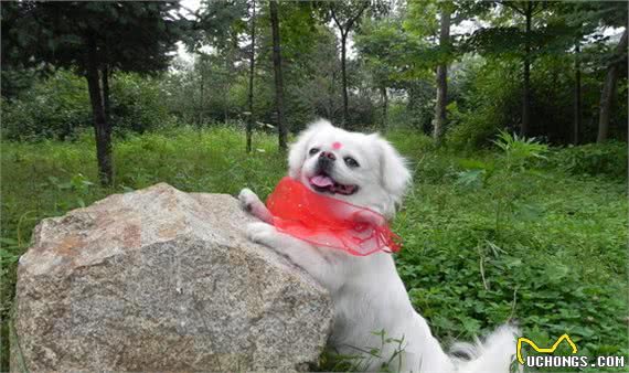 北京狮子犬很迷人，虽说养犬有这十大好处，还是要做好充分准备