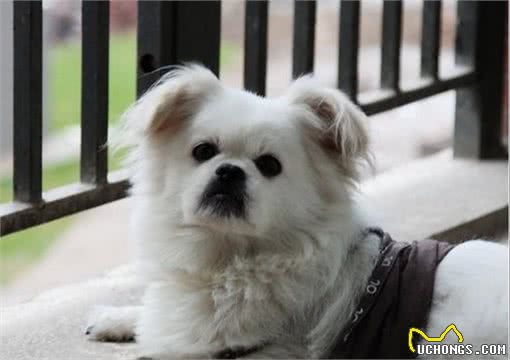 北京狮子犬很迷人，虽说养犬有这十大好处，还是要做好充分准备
