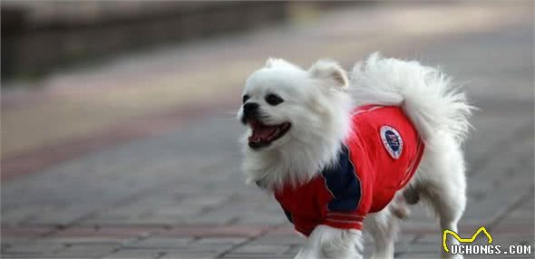 北京狮子犬很迷人，虽说养犬有这十大好处，还是要做好充分准备