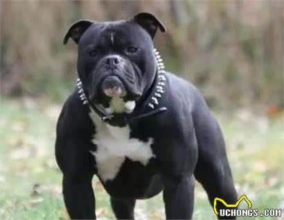 强壮的身躯和极大耐力的“美国斗牛犬”