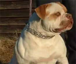 强壮的身躯和极大耐力的“美国斗牛犬”