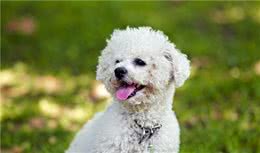 养宠分享：狗狗身上有多少寄生虫