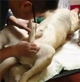 拒绝“以瘦为美”，导致狗狗偏瘦的6个原因