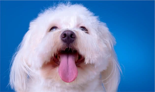 小黏人精比熊你爱了吗？养一只比熊犬是什么样的体验
