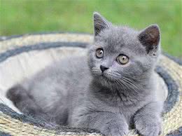 最主流的猫咪品种？英国短毛猫，喂养健康全攻略
