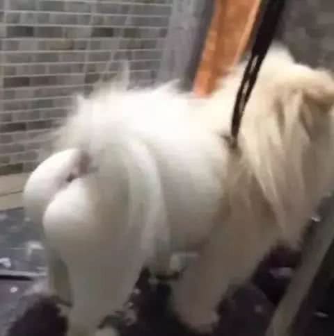 宠物美容师，你过来，我们谈谈心