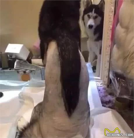 宠物美容师，你过来，我们谈谈心