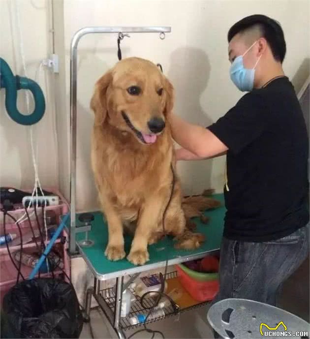 宠物美容师，你过来，我们谈谈心