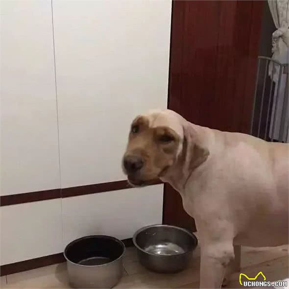 宠物美容师，你过来，我们谈谈心