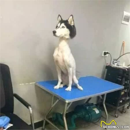 宠物美容师，你过来，我们谈谈心