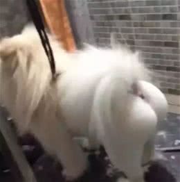 宠物美容师，你过来，我们谈谈心