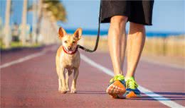 “狗遛人”的危害非常大，教你3招，让你摆脱狗遛人的尴尬