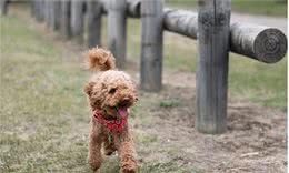 目前很受网友欢迎的小型犬，在家地位或许比你高，你认识几种？