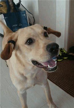 除嗅觉外，狗狗的听力也不错，它能听到1公里以内的声音