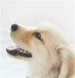 狗狗在对你吼叫时，其实是它有诉求