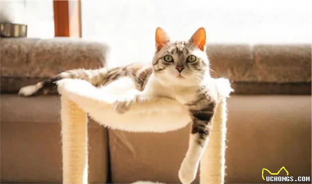 美短猫“变老”的7大症状，你知道吗？