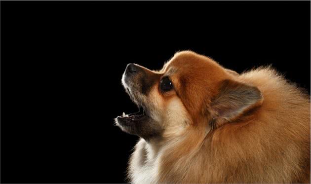 狗狗这5种行为，其实是在保护主人，你家汪中了吗？