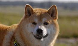 怎样养柴犬定期给狗狗修剪毛发