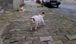 漂亮三花猫，初见面就被人收养，尾巴有特点，却“苦了”狸花猫