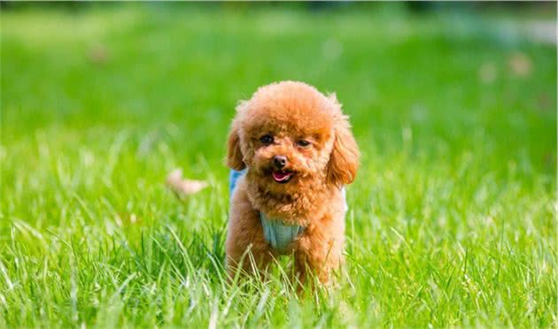 宠物健康：狂犬注射反应引起的皮肤脱毛，如何诊断治疗？