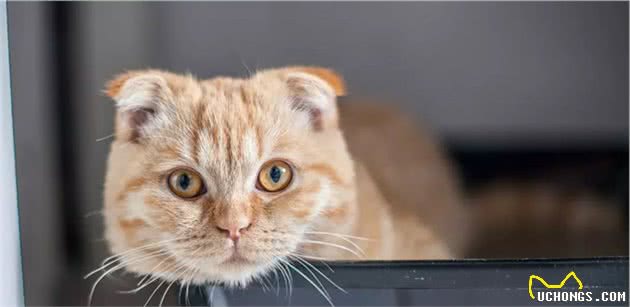 苏格兰折耳猫肥厚性心肌病诊断与详细治疗方案