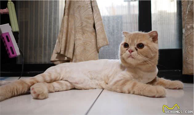 苏格兰折耳猫肥厚性心肌病诊断与详细治疗方案