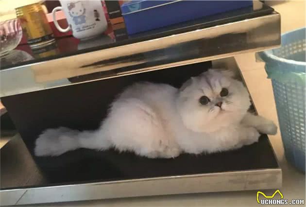苏格兰折耳猫肥厚性心肌病诊断与详细治疗方案
