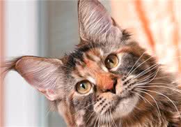 猫咪需要剪耳毛？快住手！“聪明毛”都被你剪没啦