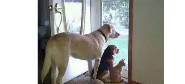 你不在的时候，狗狗会在家做什么呢？