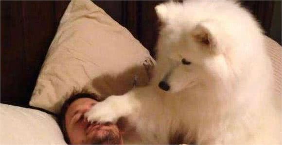 你不在的时候，狗狗会在家做什么呢？