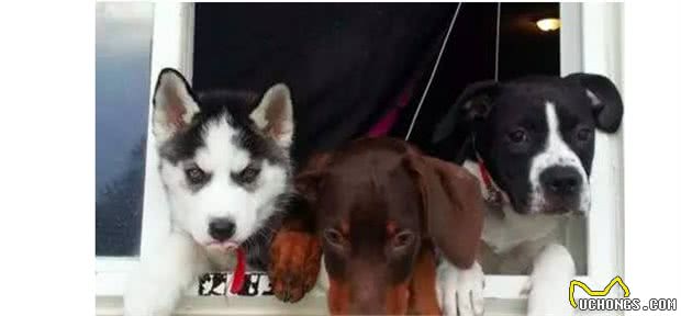 你不在的时候，狗狗会在家做什么呢？