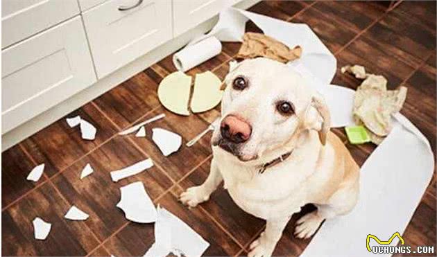 你不在的时候，狗狗会在家做什么呢？