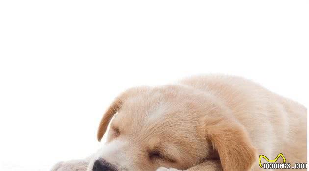 你不在的时候，狗狗会在家做什么呢？