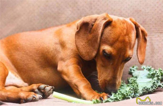 你不在的时候，狗狗会在家做什么呢？