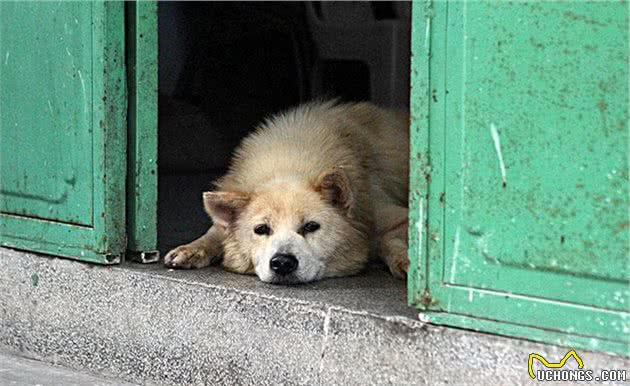 你不在的时候，狗狗会在家做什么呢？