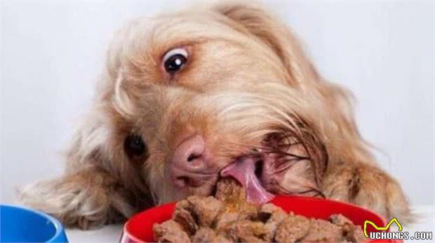 你不在的时候，狗狗会在家做什么呢？