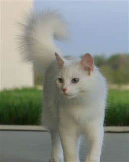 比狗还要大的猫是啥？暹罗猫是天生的贵族？盘点十大最受欢迎的猫