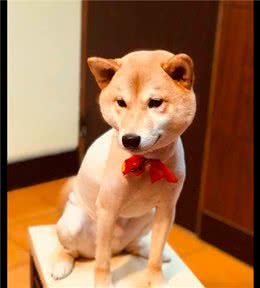 柴犬剪完发回家后，就开始照镜子看，一脸生无可恋表情：我想静静