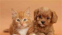 猫狗天生怕鞭炮？NO！大多数铲屎官都忽略了这一点……