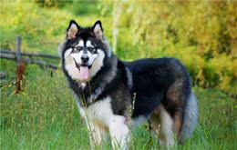 这8种很受欢迎的中大型犬，平均寿命是多少，你知道吗