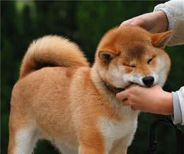 关于狗狗护食之我见