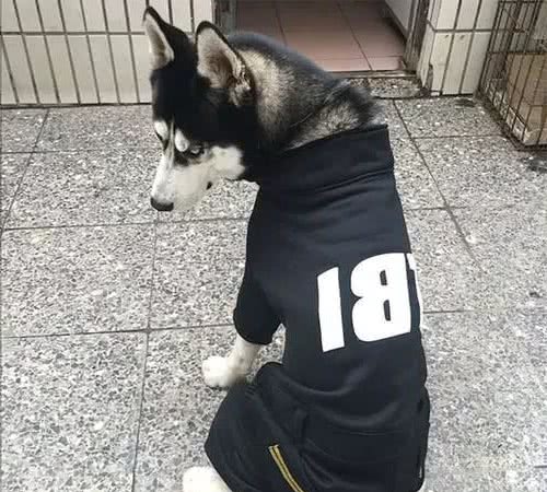 天冷了，狗狗需要穿衣服吗？