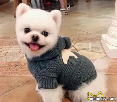 天冷了，狗狗需要穿衣服吗？