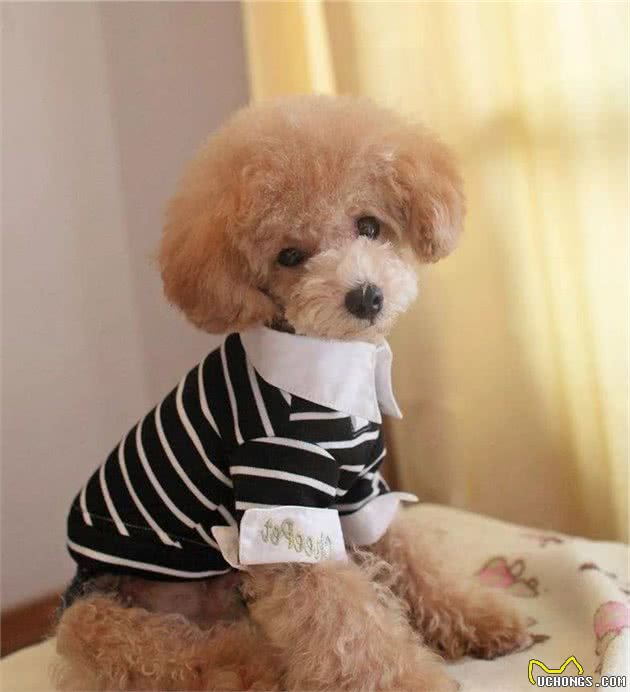 天冷了，狗狗需要穿衣服吗？
