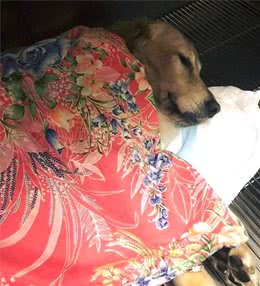 狗狗常见的那些病有哪些？提前了解，有助于更好的预防