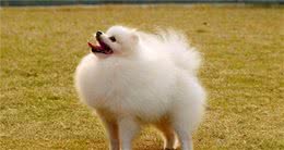 怎样挑“纯种、健康”的博美犬？很简单，看这6点就行！