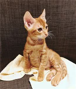 辟谣：家里有猫的铲屎官出远门前要做好准备，寄养并不是最优选择