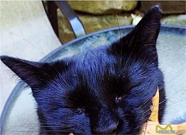 女子捡到一只黑色流浪猫，看到它的模样后，爷爷却直呼赶快送走
